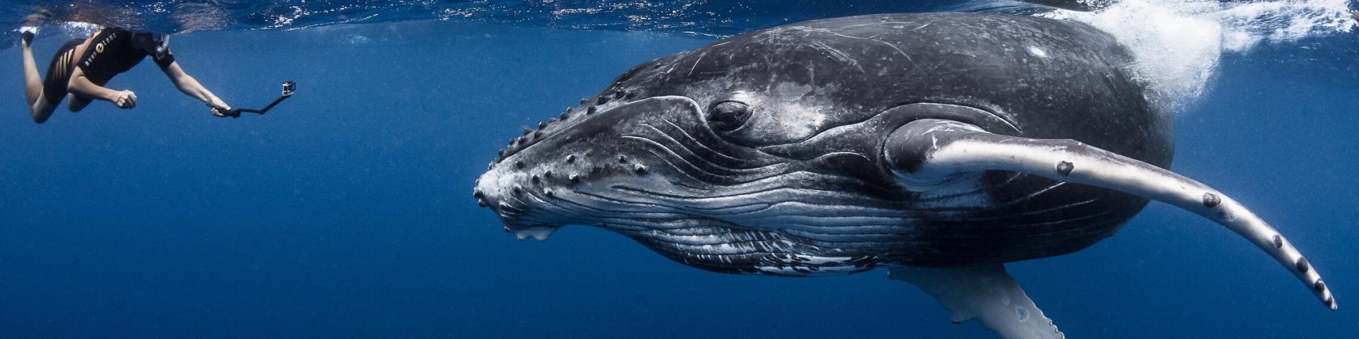 © Tahiti Ocean Explorer Baleines